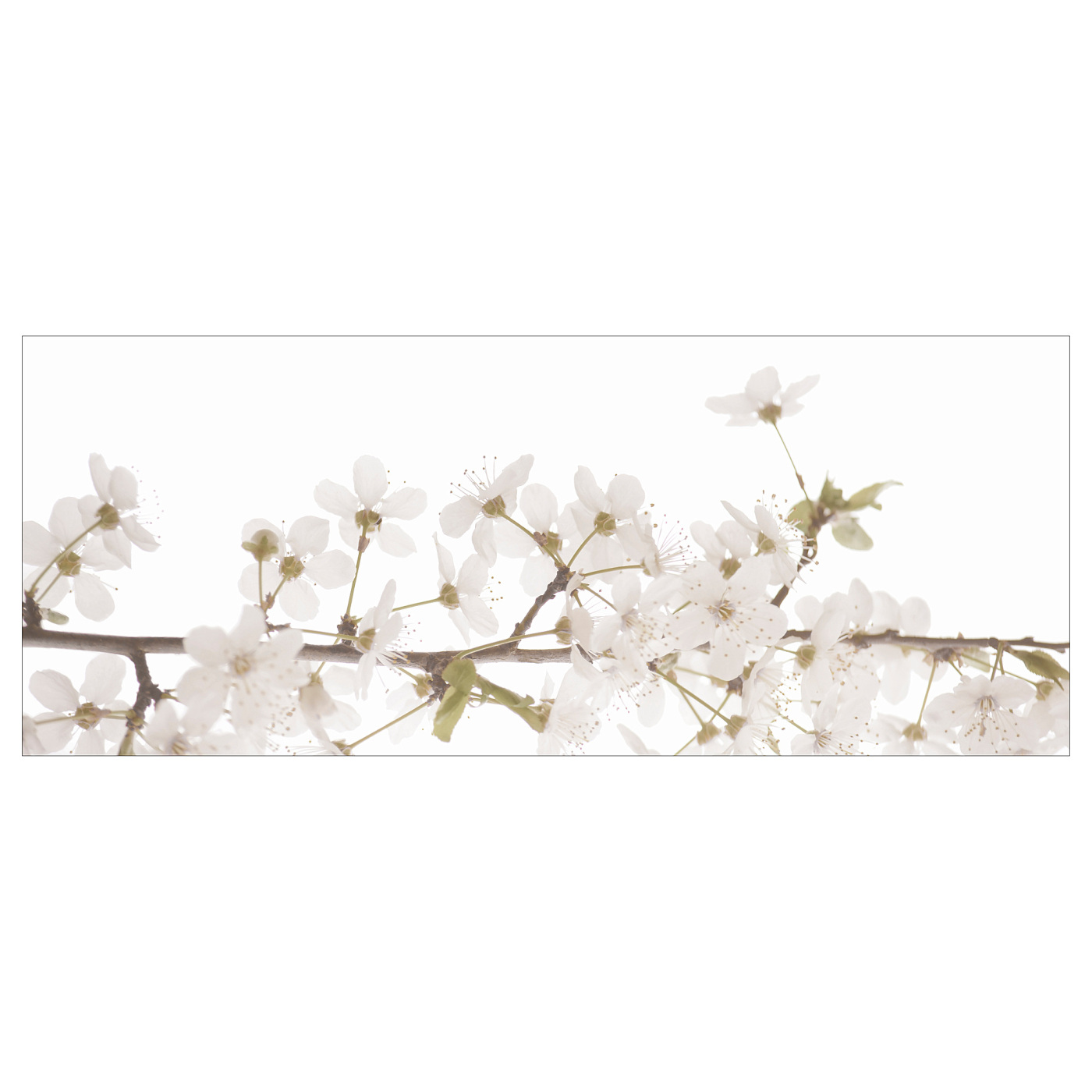 BJÖRKSTA 约纳斯塔