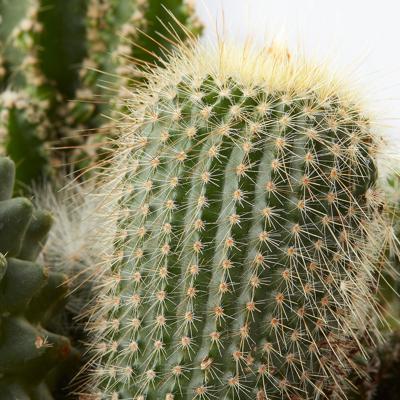 CACTACEAE 仙人掌属盆栽植物拼盆- IKEA