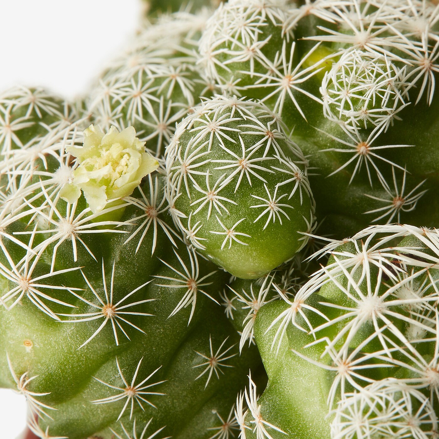 CACTACEAE 仙人掌属盆栽植物拼盆- IKEA