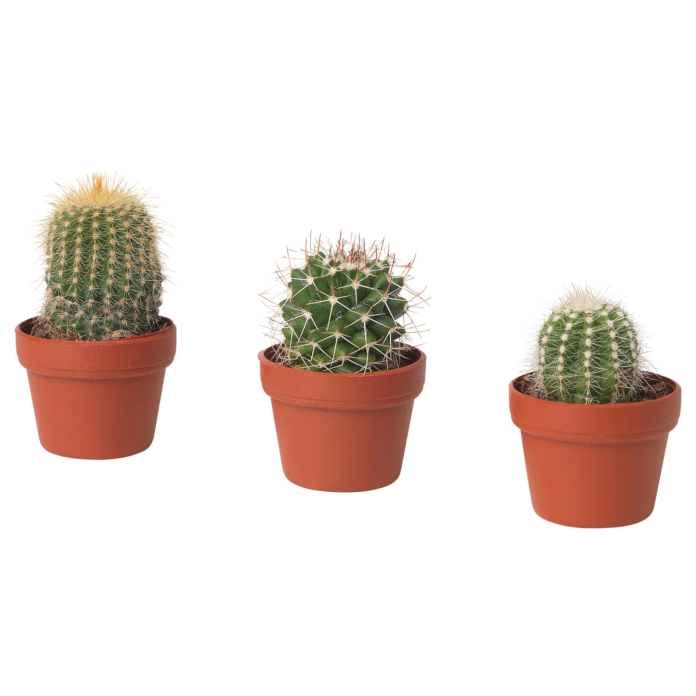 CACTACEAE 仙人掌属