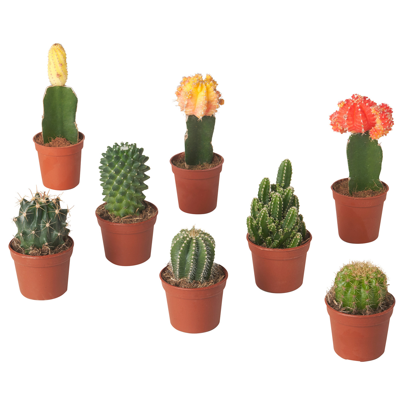 CACTACEAE 仙人掌属