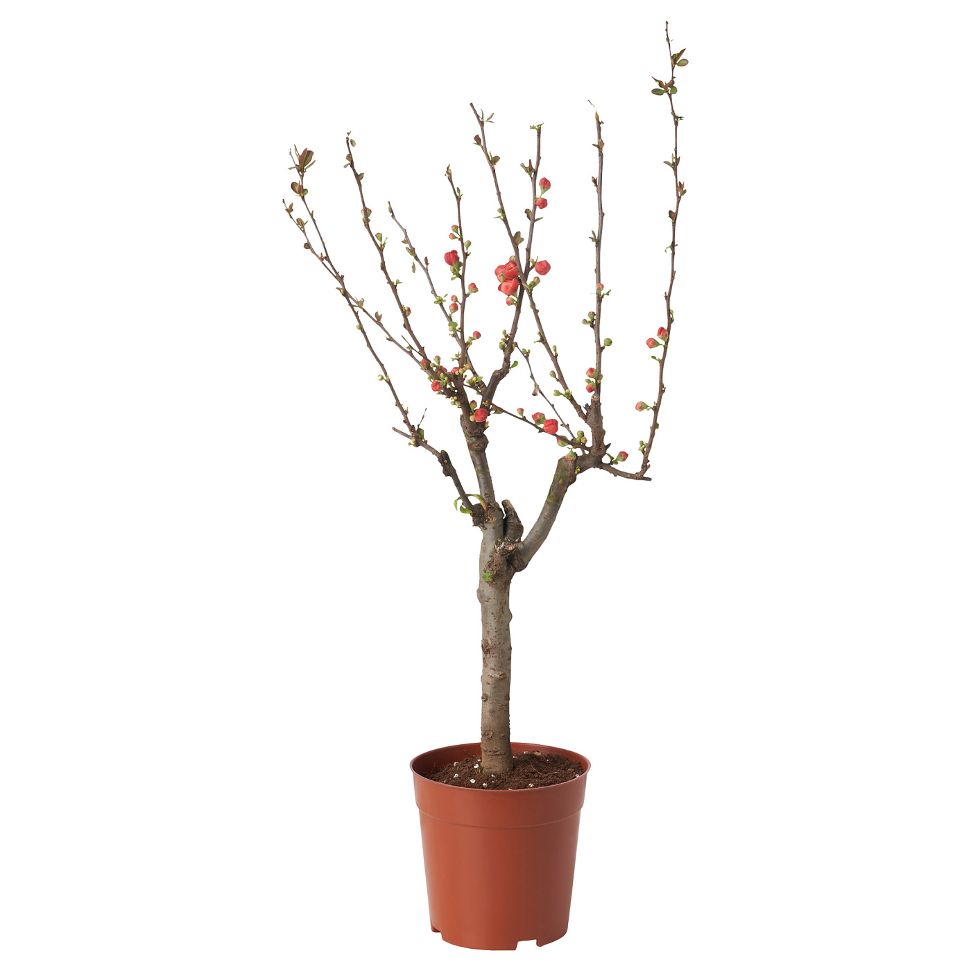 CHAENOMELES JAPONICA