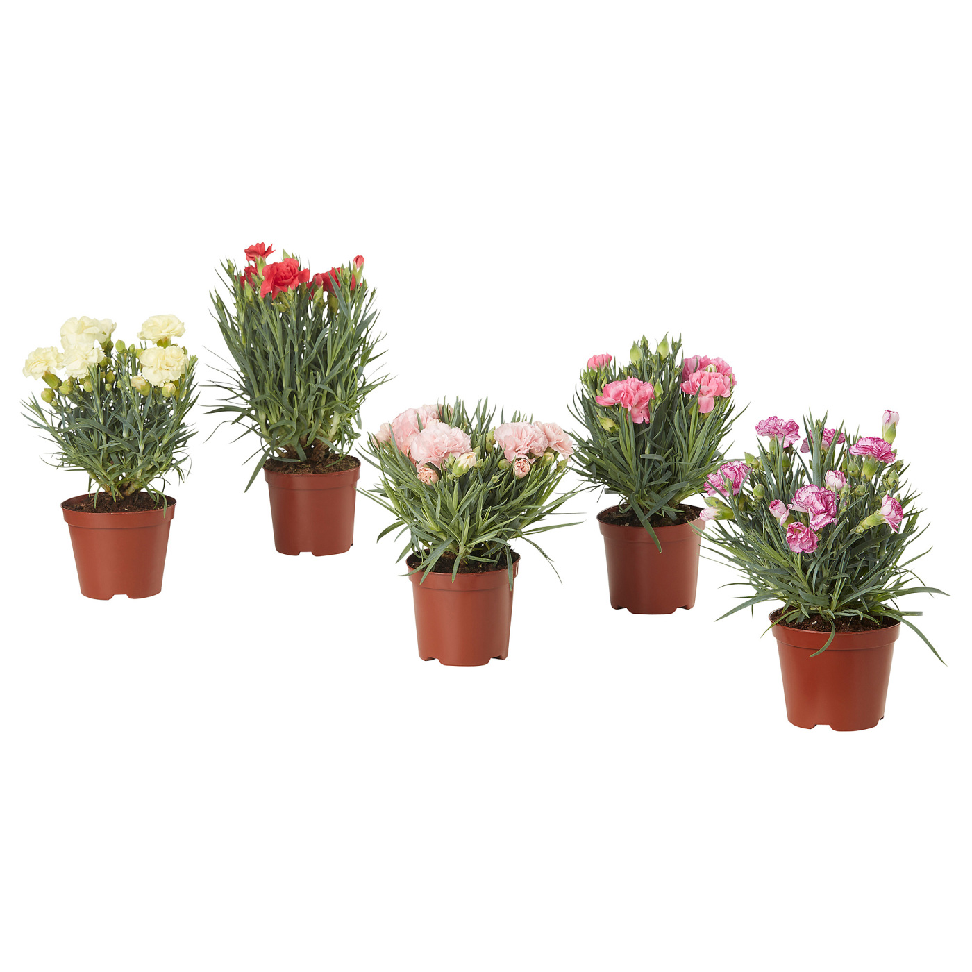 DIANTHUS CARYOPHYLLUS 康乃馨