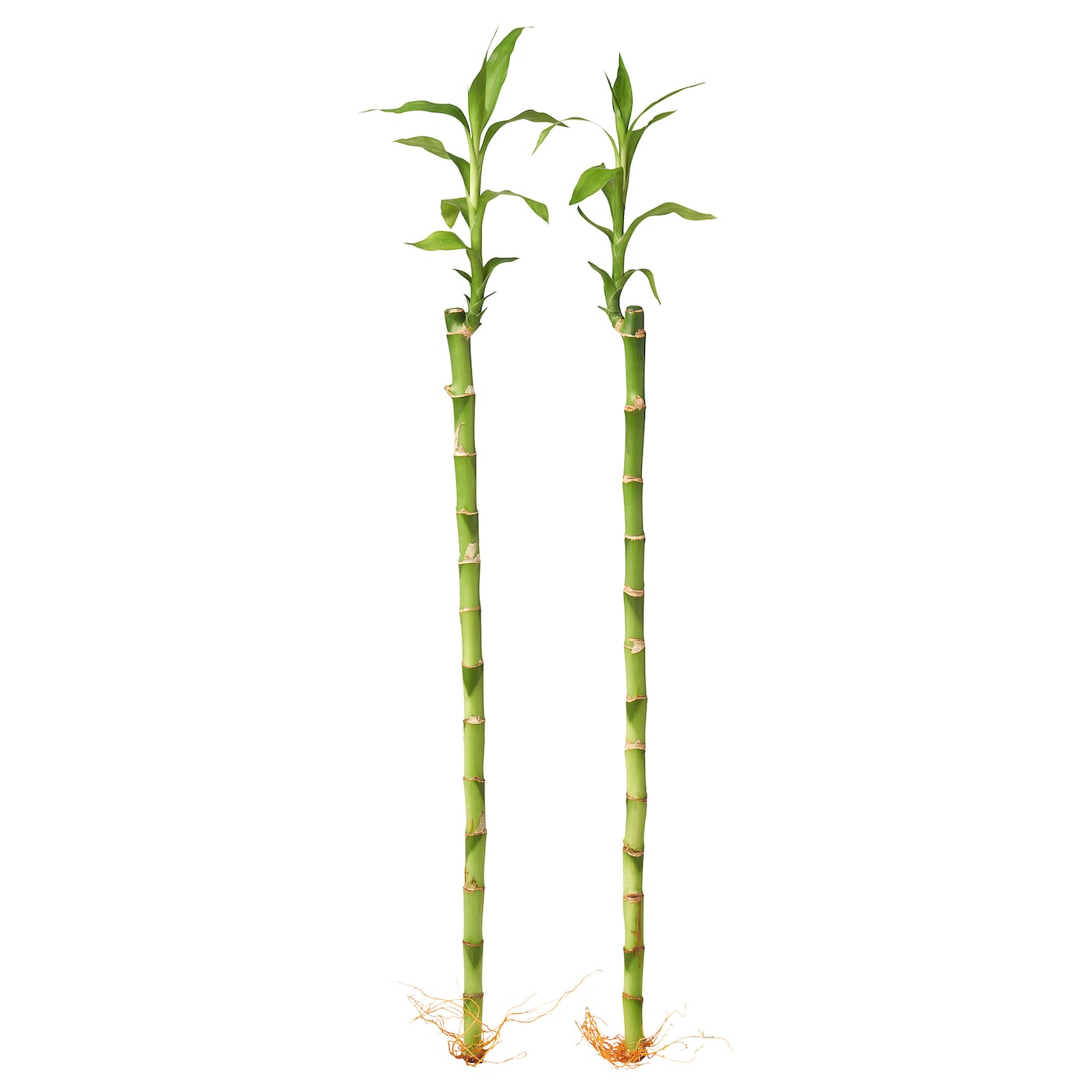 DRACAENA LUCKY BAMBOO 富贵竹