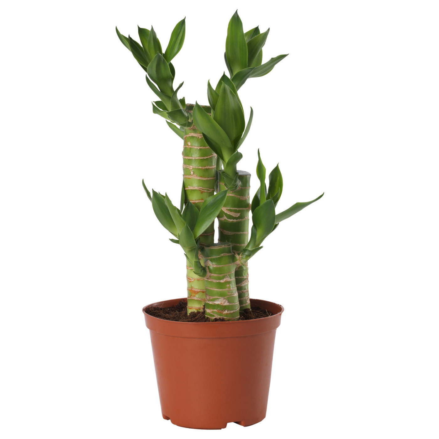 DRACAENA