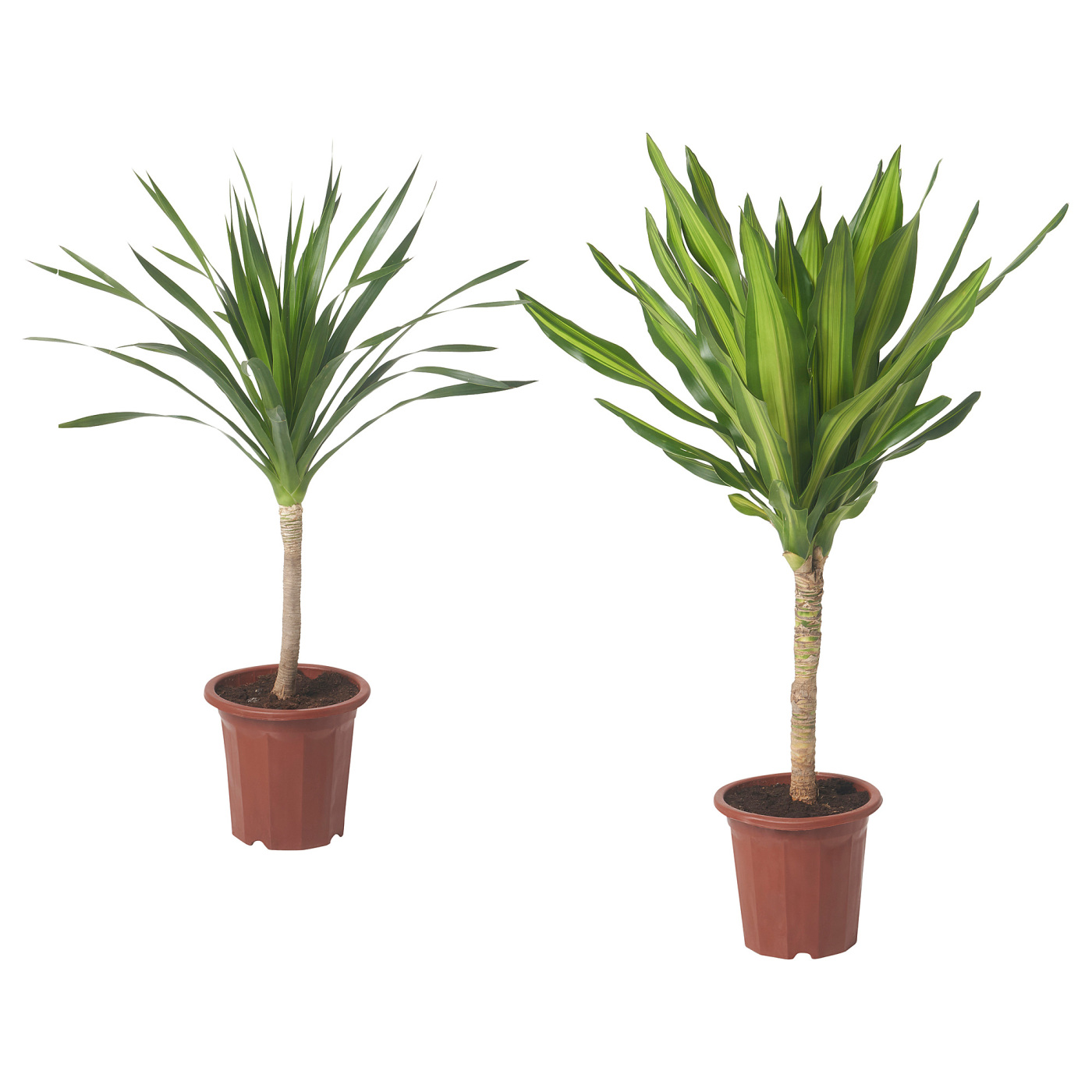 DRACAENA