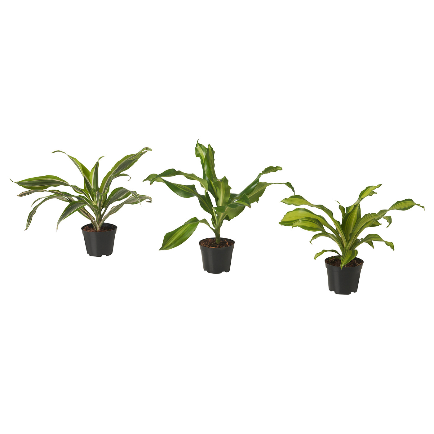 DRACAENA