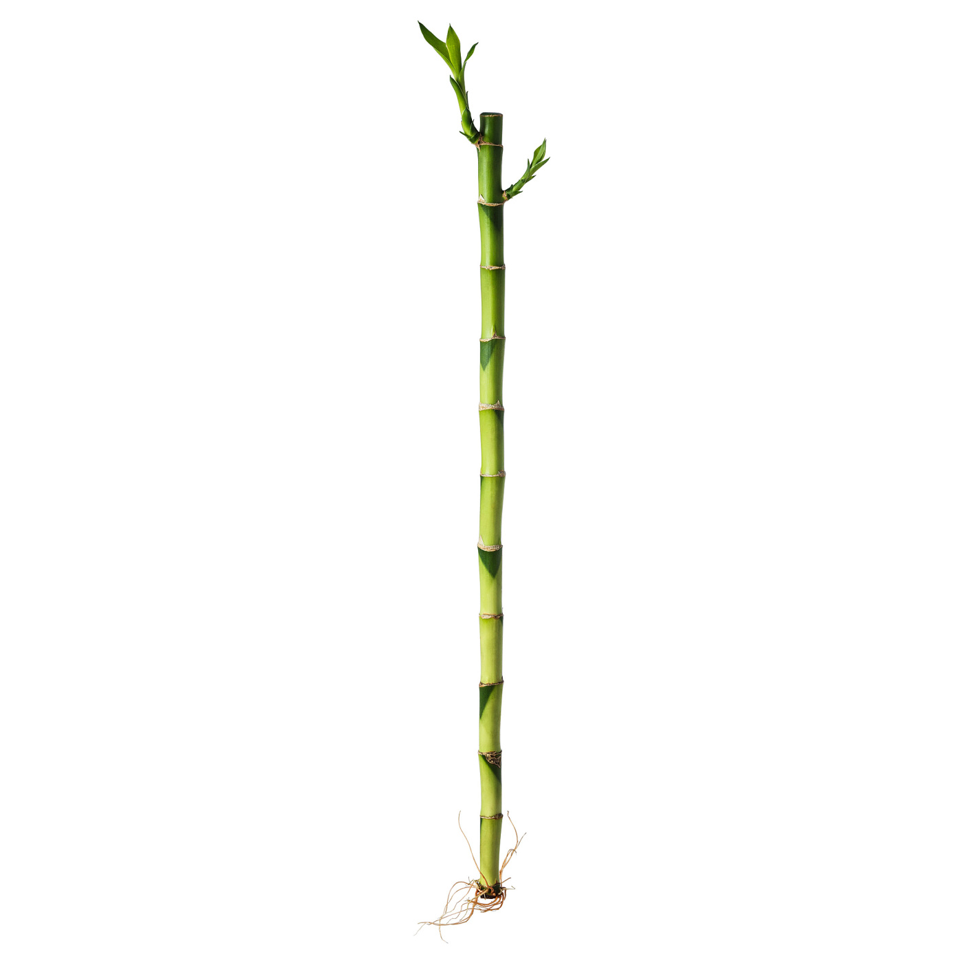 DRACAENA