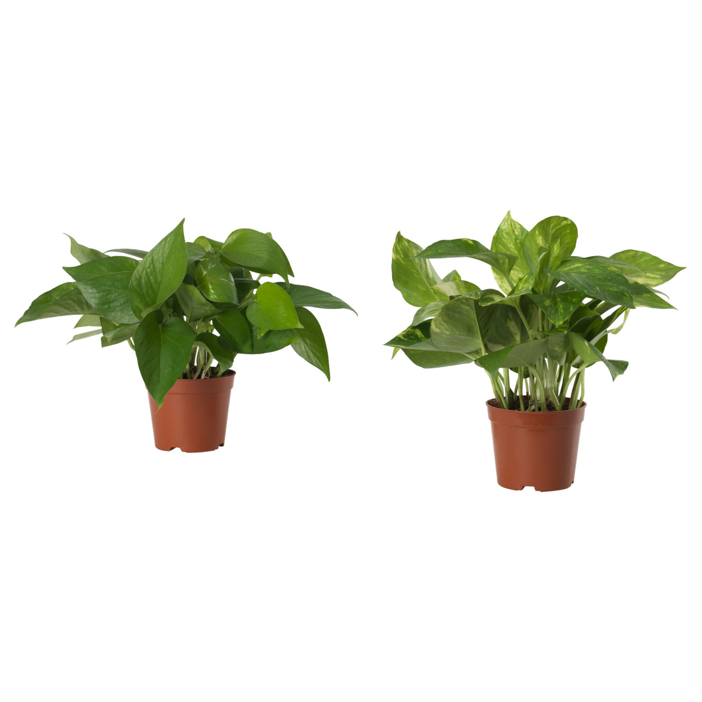 EPIPREMNUM