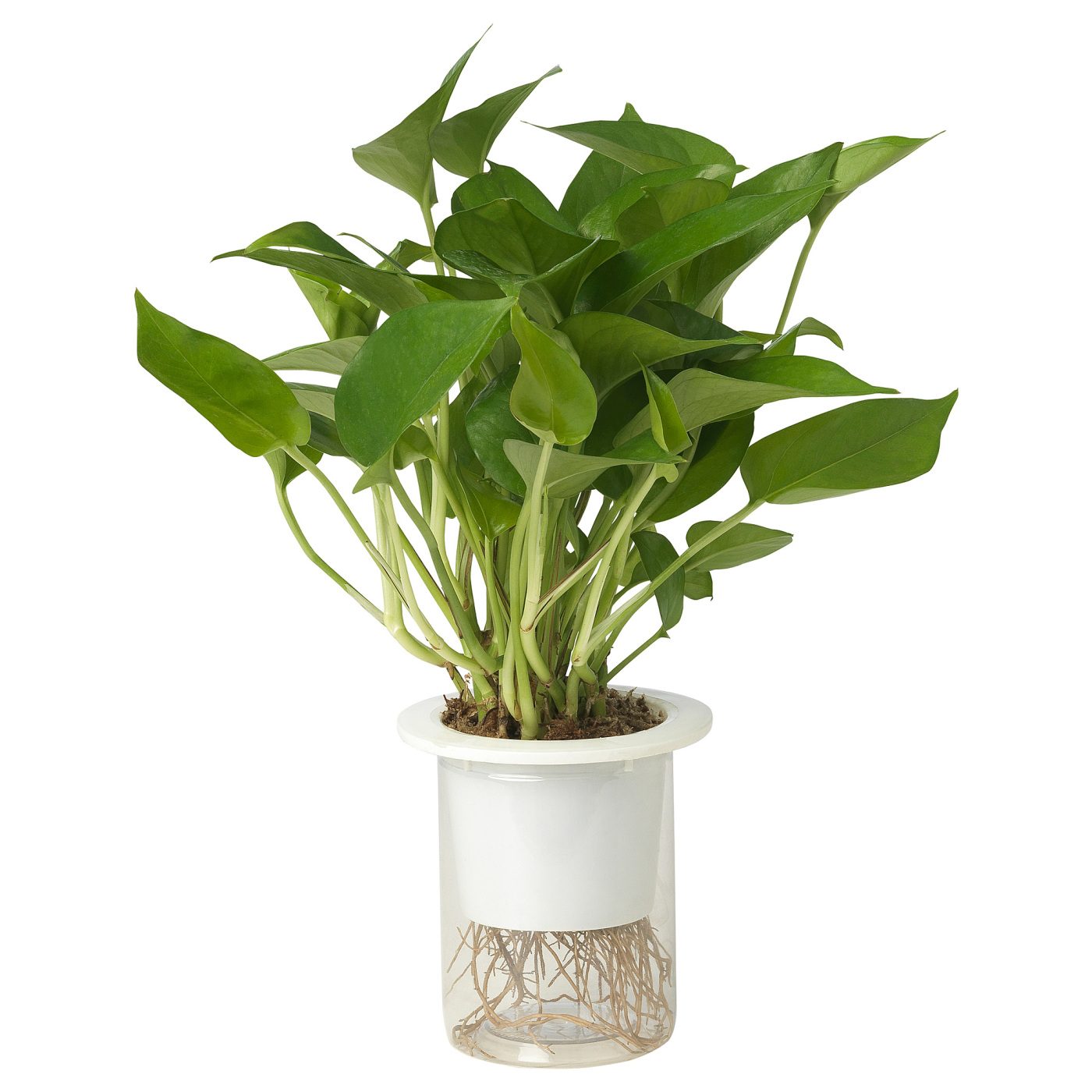 EPIPREMNUM