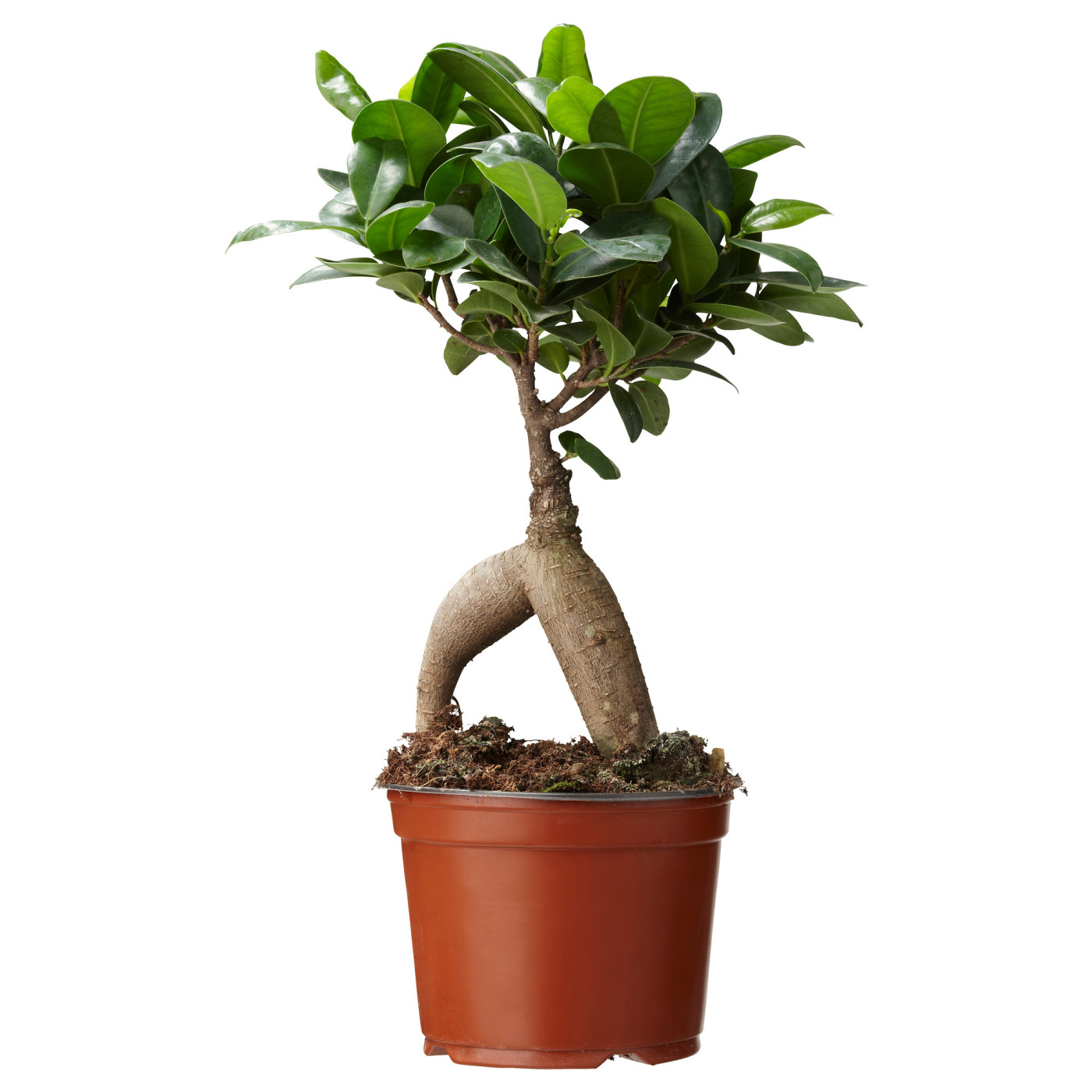 FICUS 费卡斯