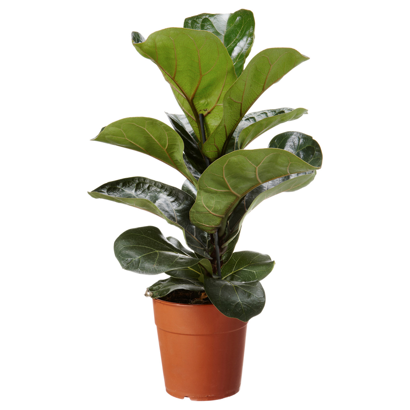 FICUS LYRATA