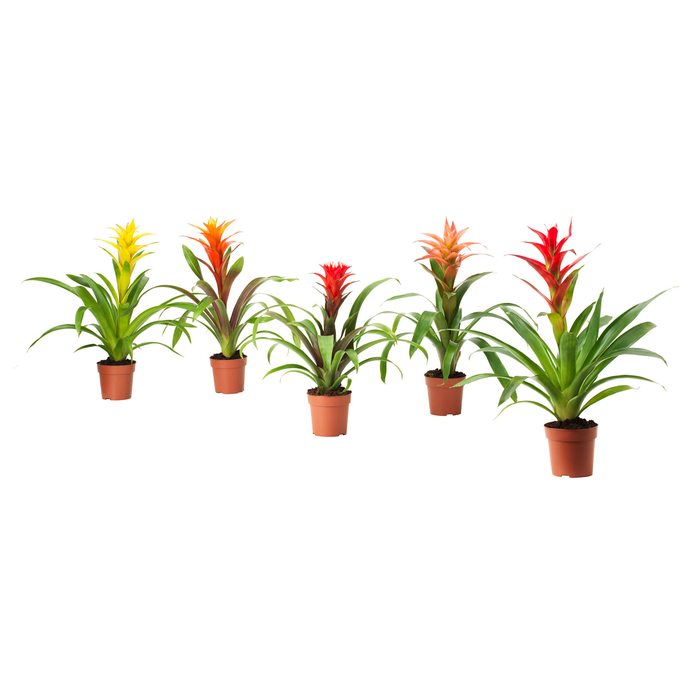 GUZMANIA 凤梨