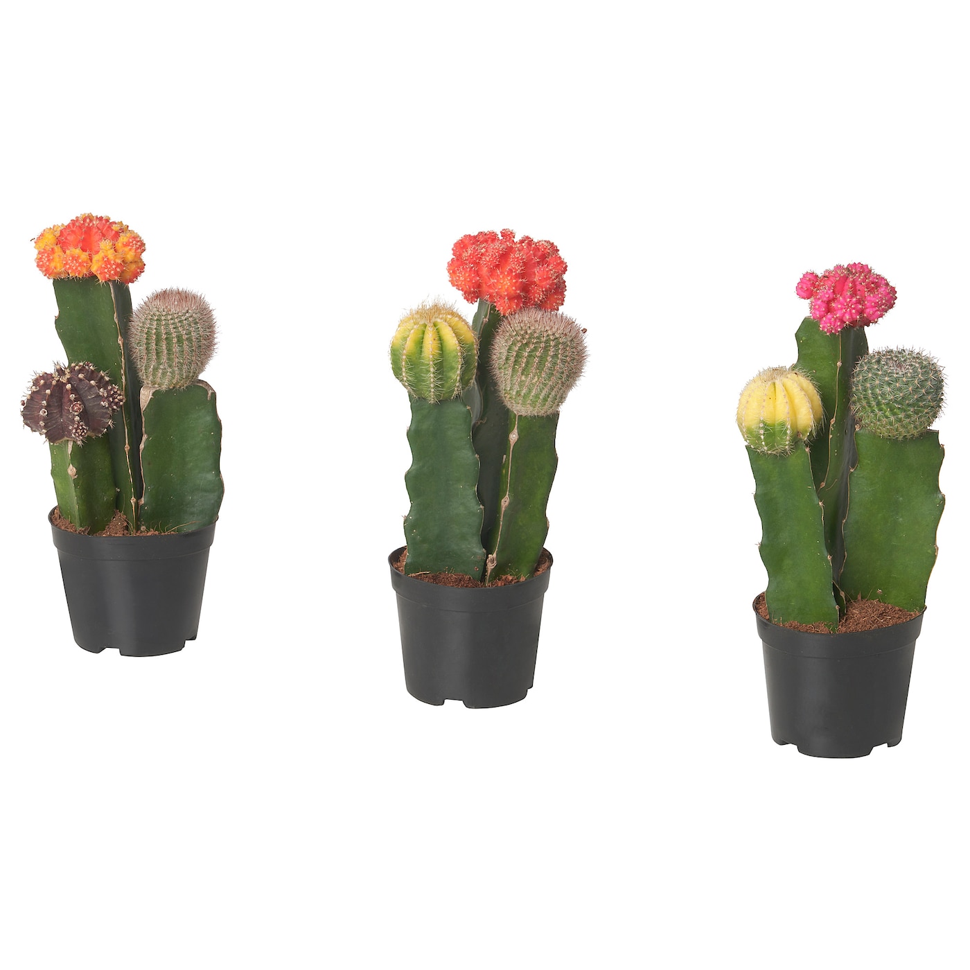 GYMNOCALYCIUM 红黄裸萼球盆栽植物红头仙人掌/拼盆- IKEA