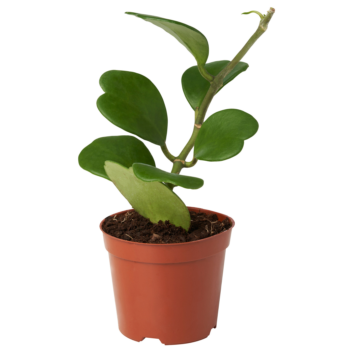 HOYA CARNOSA