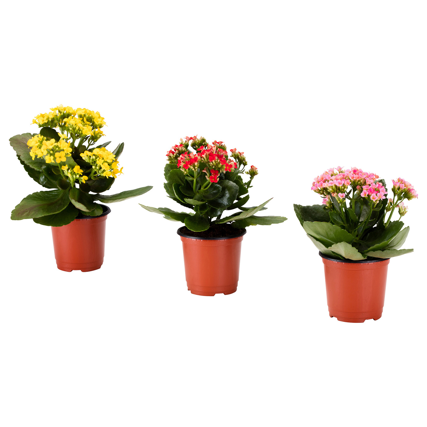 KALANCHOE