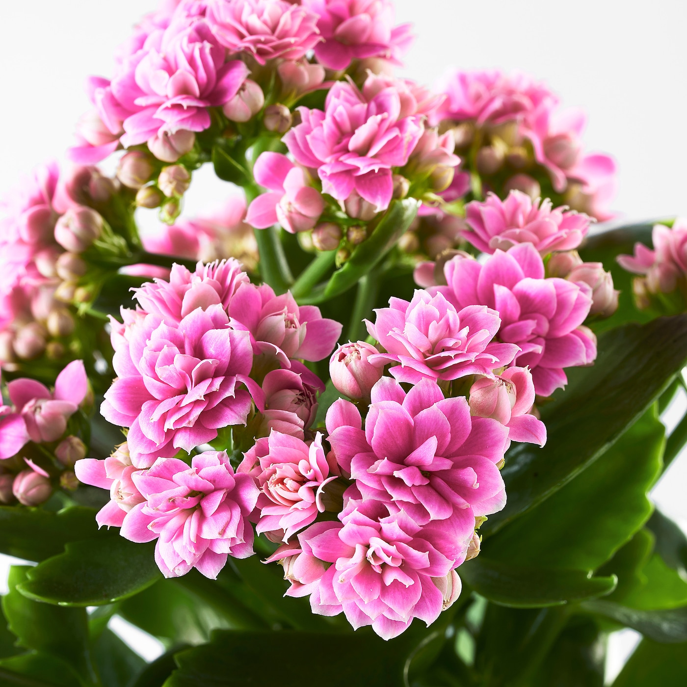 KALANCHOE 盆栽植物长寿花/综合- IKEA