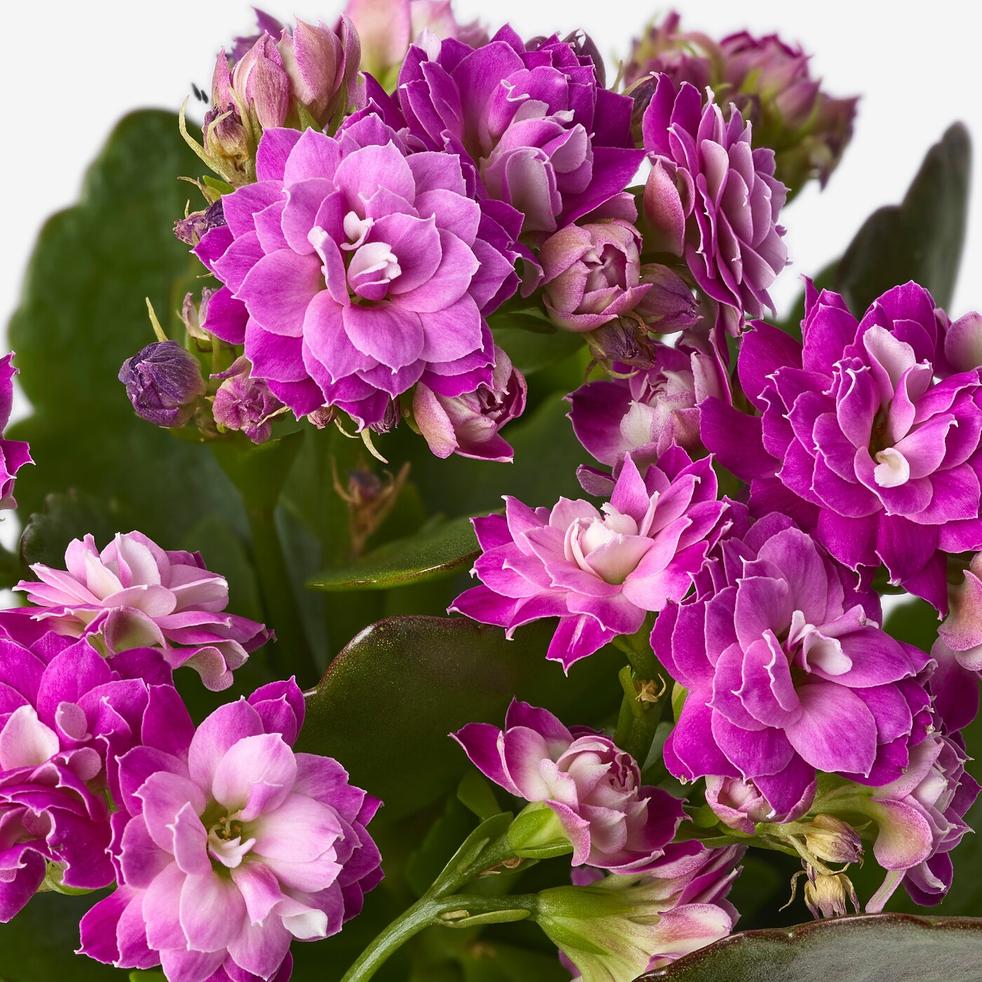 KALANCHOE 盆栽植物长寿花/综合- IKEA