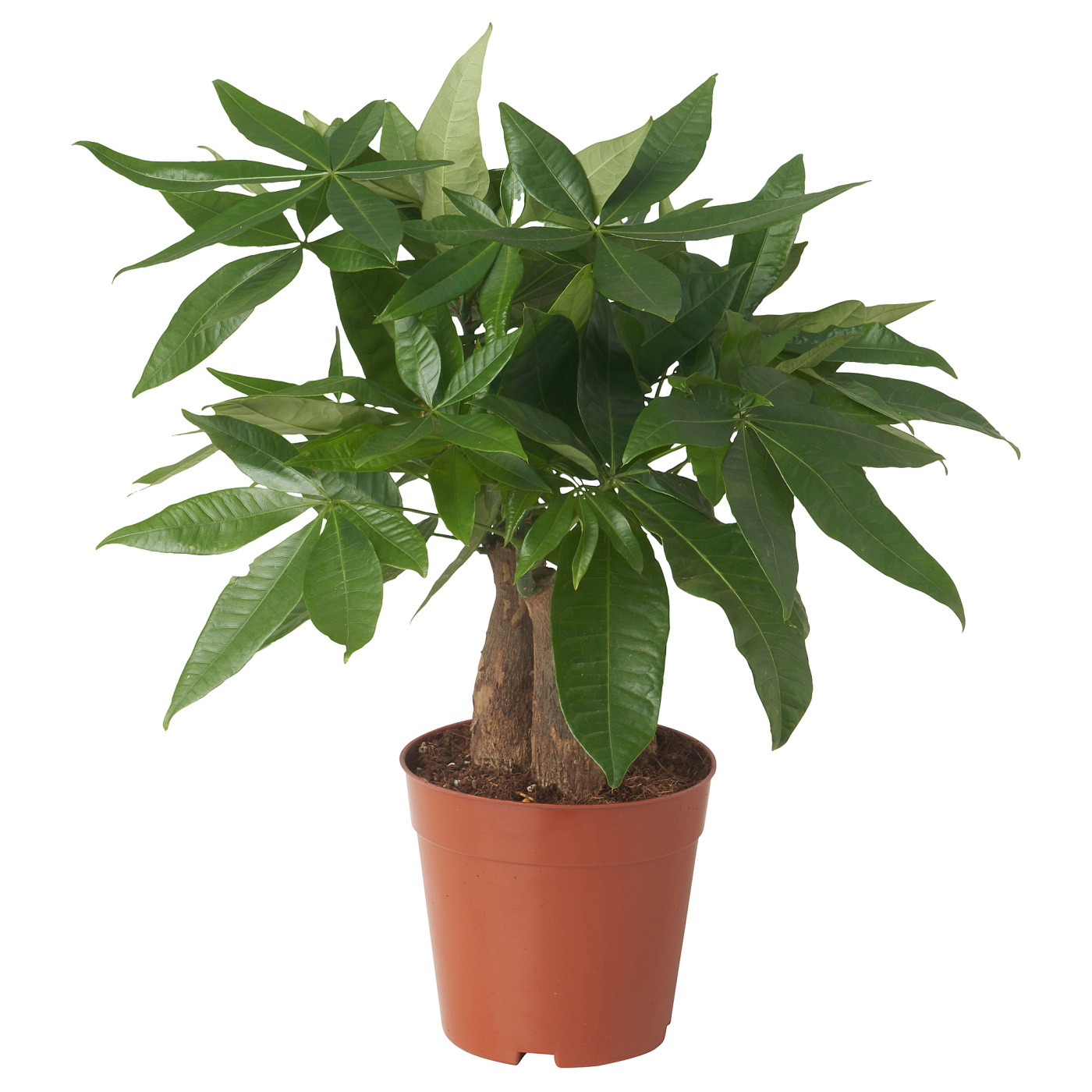 PACHIRA AQUATICA