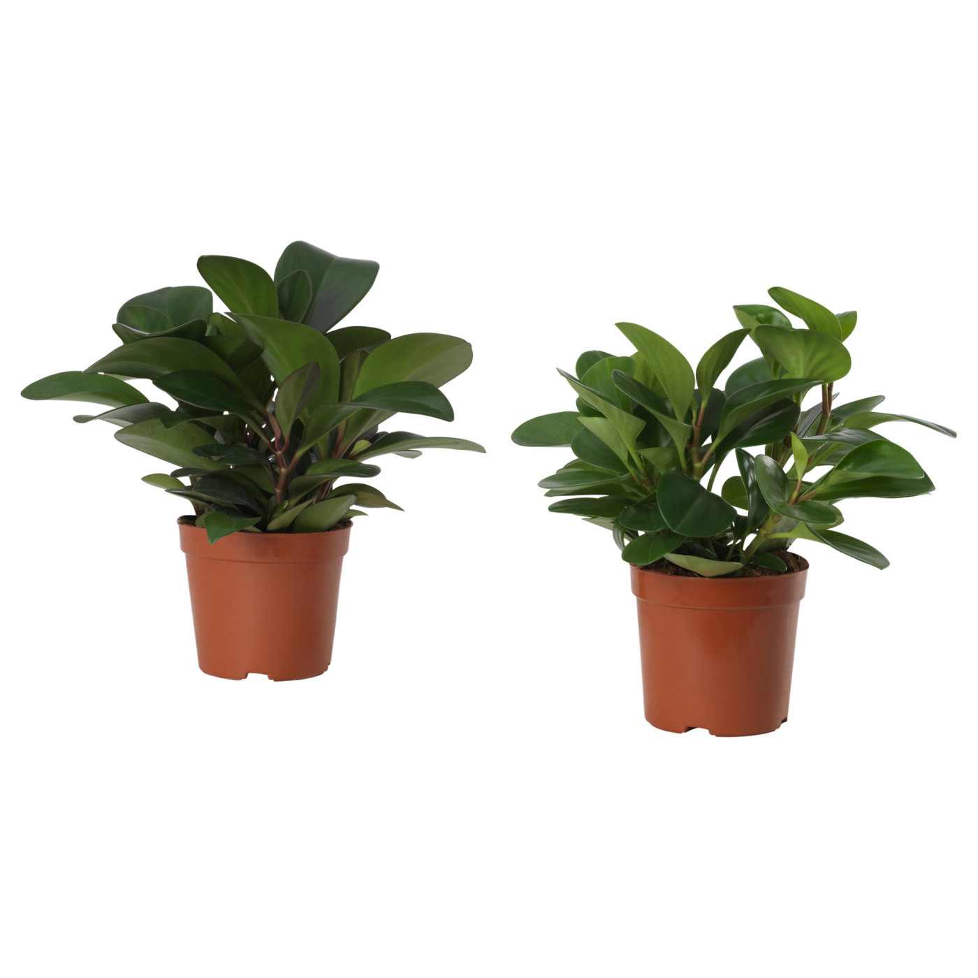 PEPEROMIA 椒草