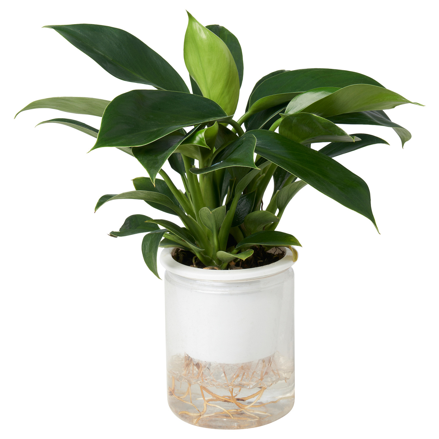 PHILODENDRON CONGO 金钻