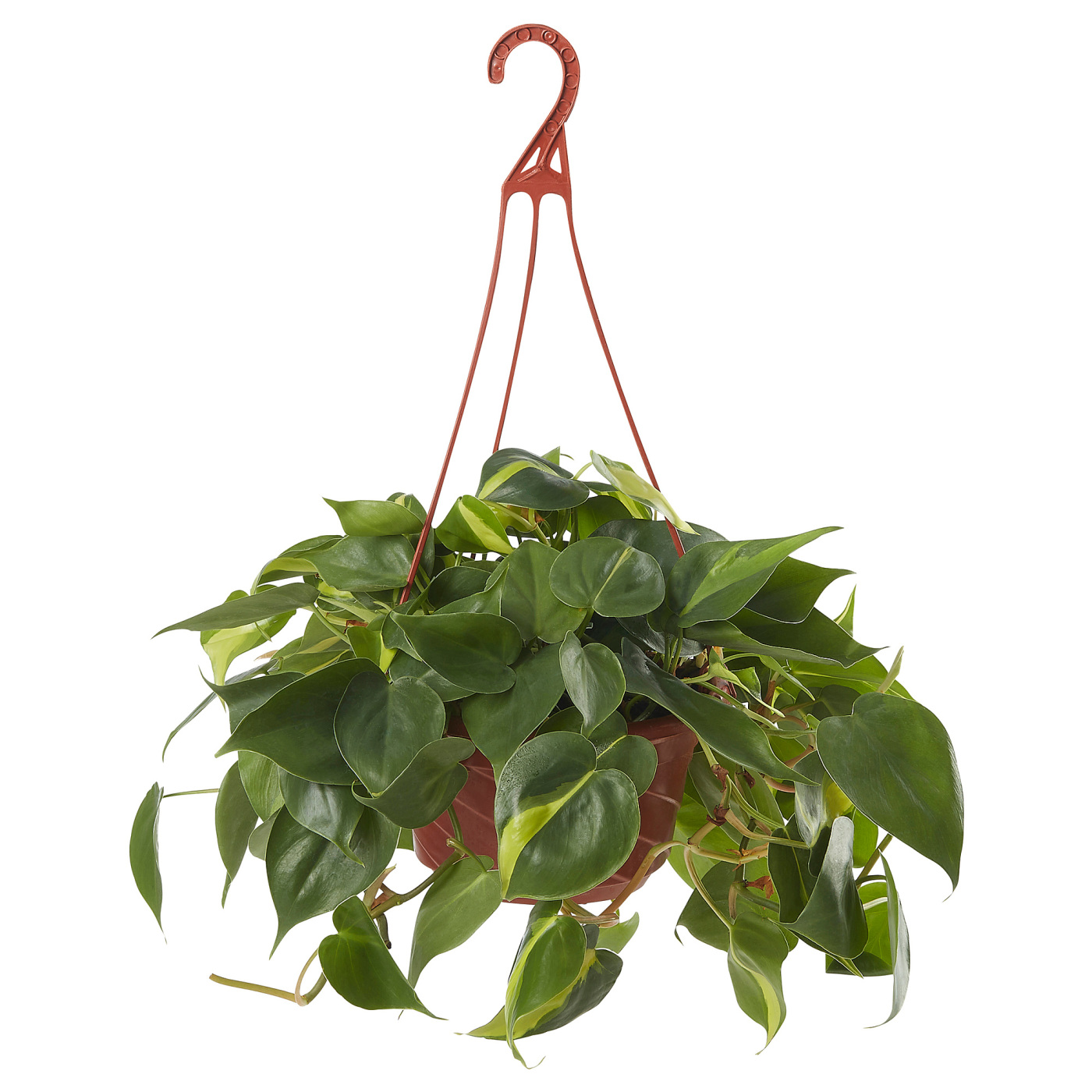 PHILODENDRON 金钻