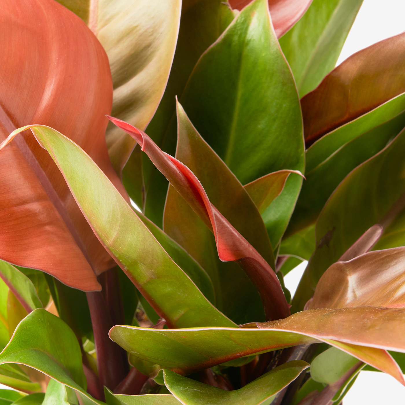 PHILODENDRON 金钻盆栽植物PHILODENDRON - IKEA