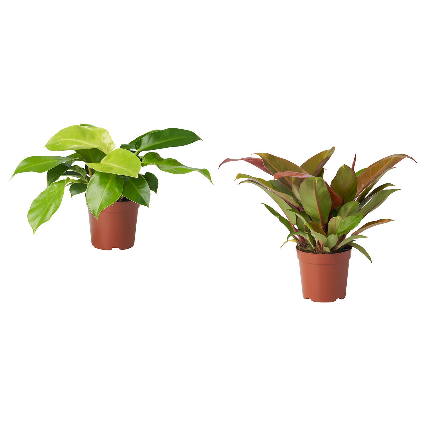 PHILODENDRON 金钻盆栽植物PHILODENDRON - IKEA