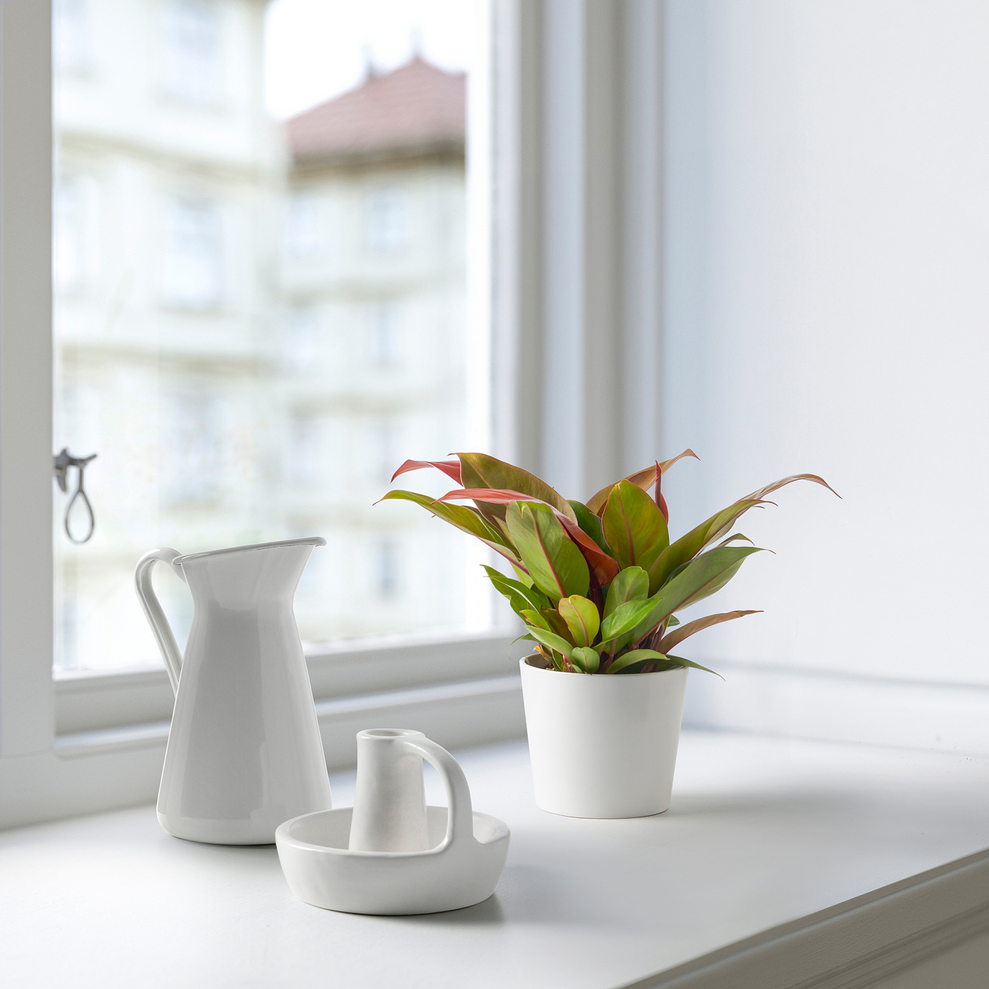 PHILODENDRON 金钻盆栽植物PHILODENDRON - IKEA