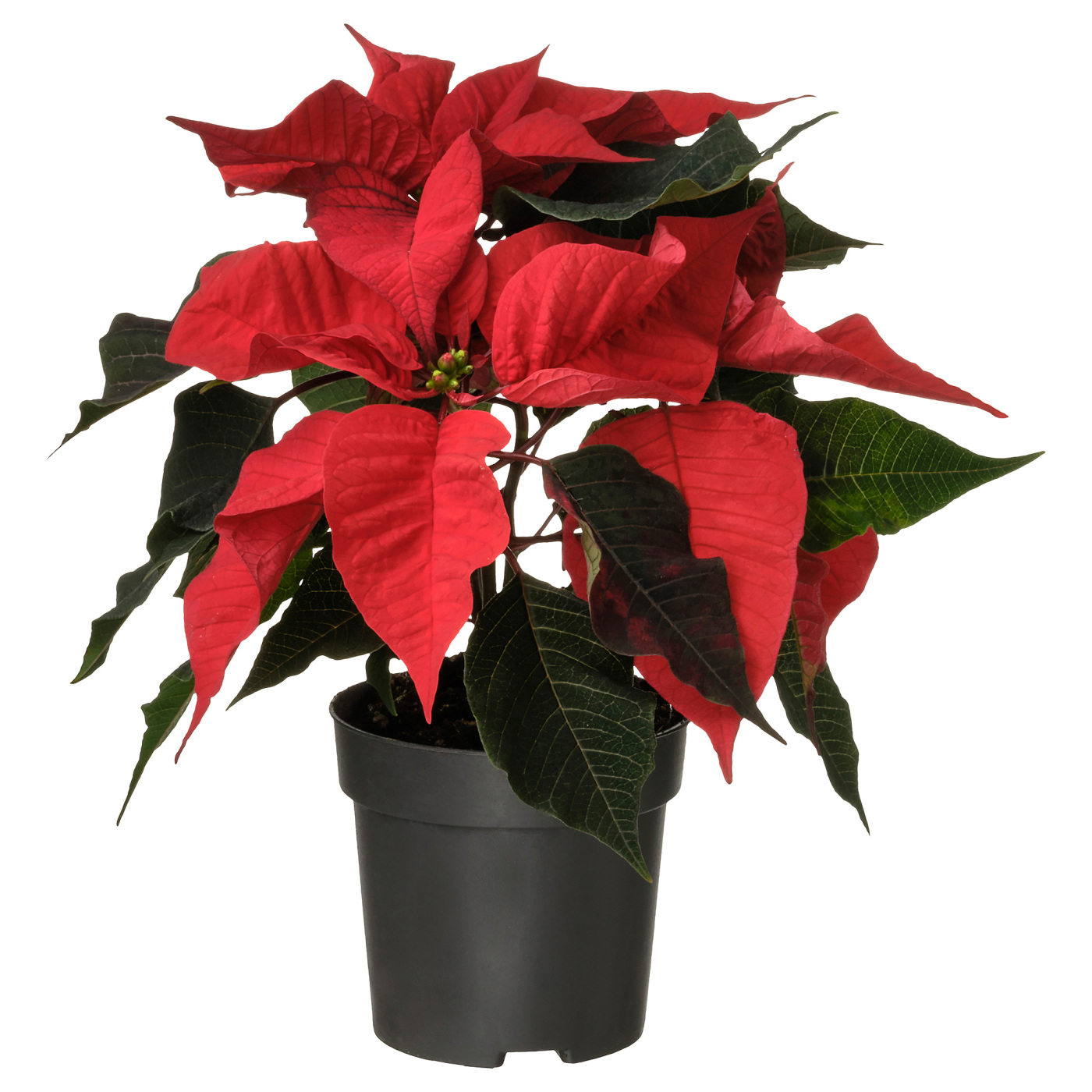 POINSETTIA 一品红