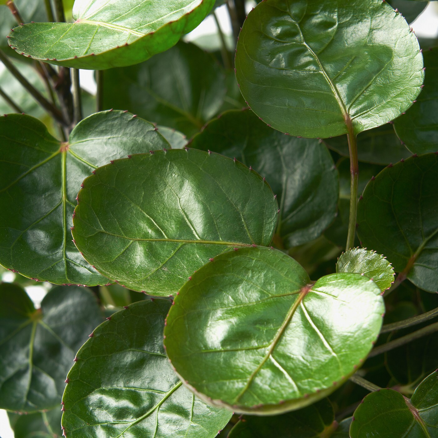 POLYSCIAS GUILFOYLEI 盆栽植物福禄桐- IKEA