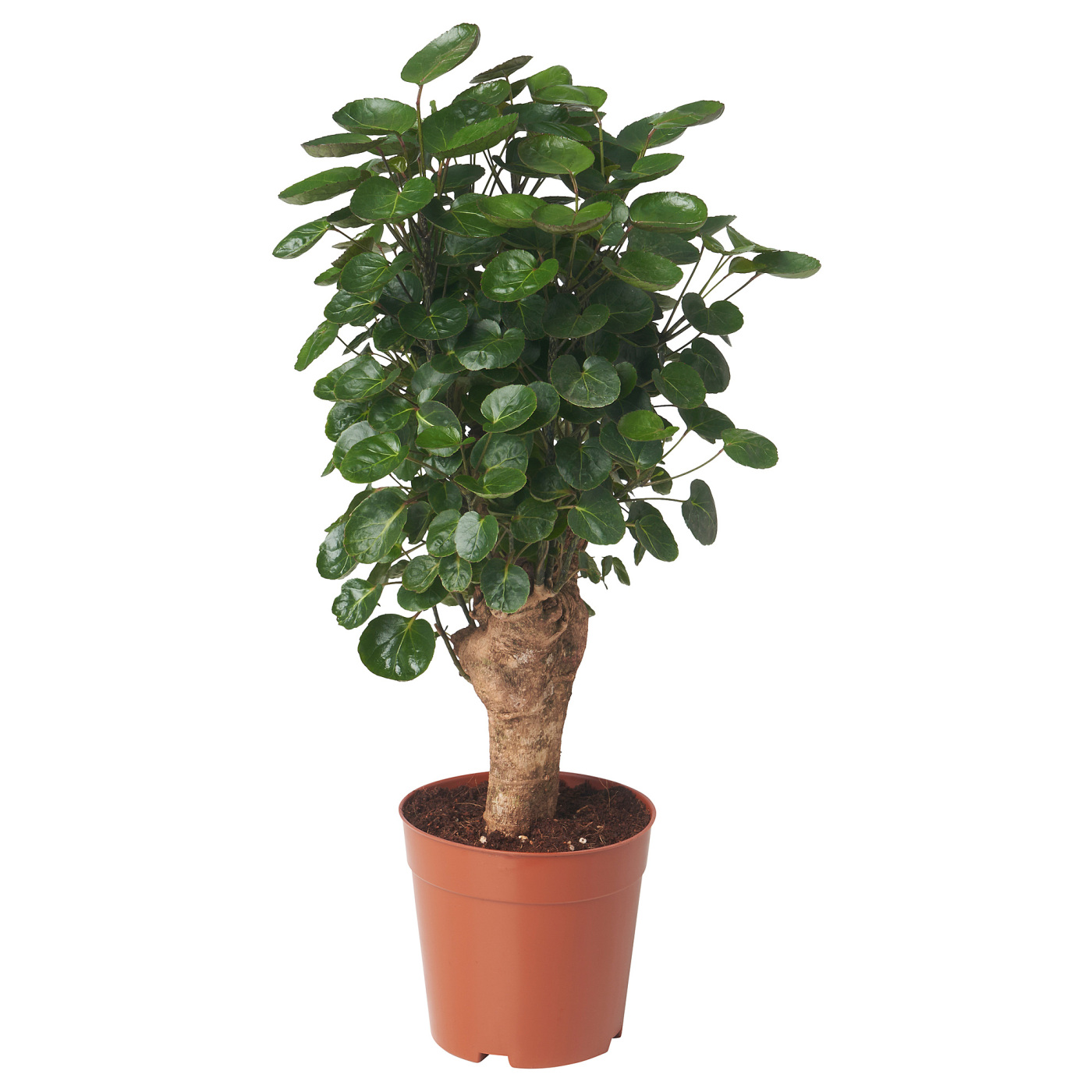 POLYSCIAS GUILFOYLEI