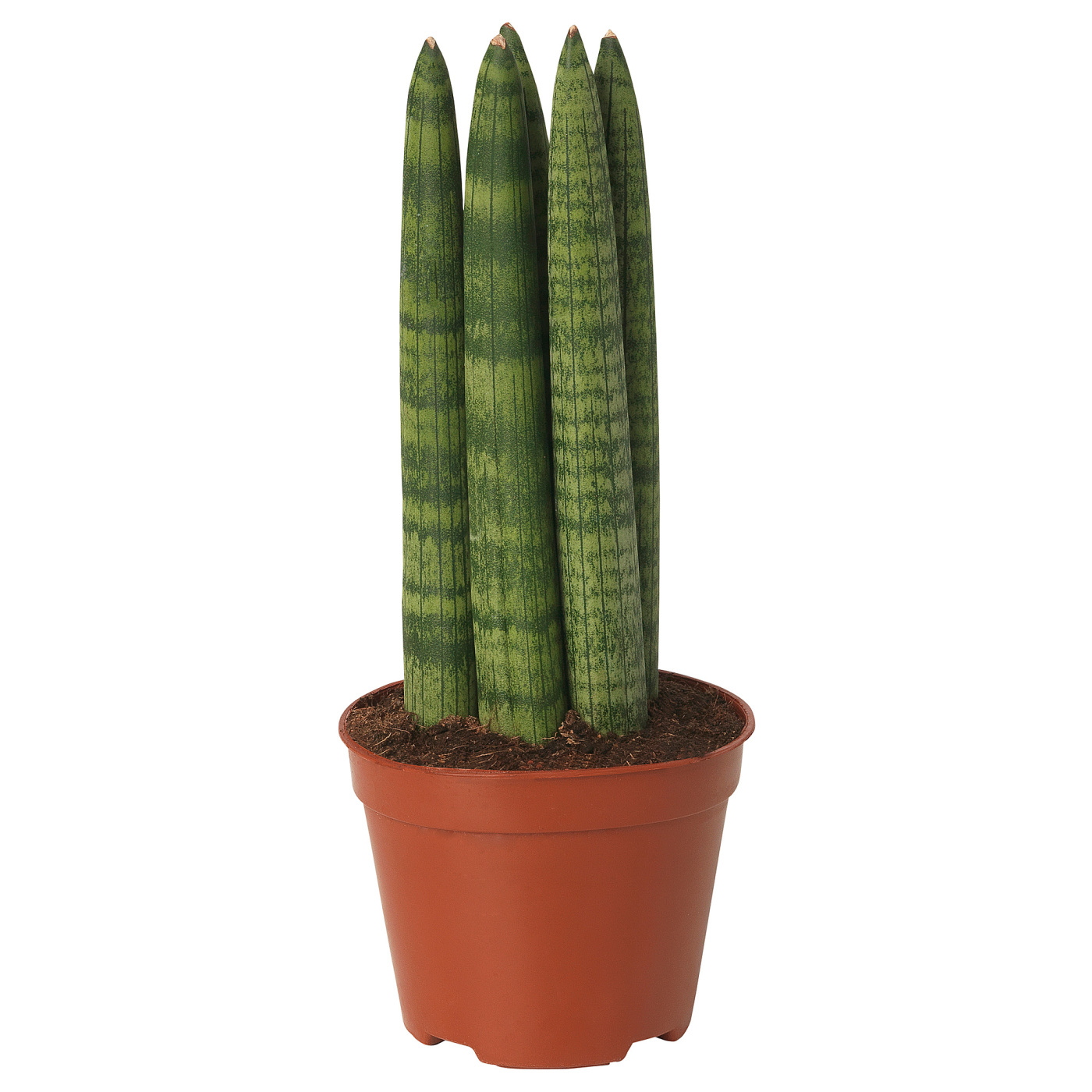 SANSEVIERIA 桑塞维利亚