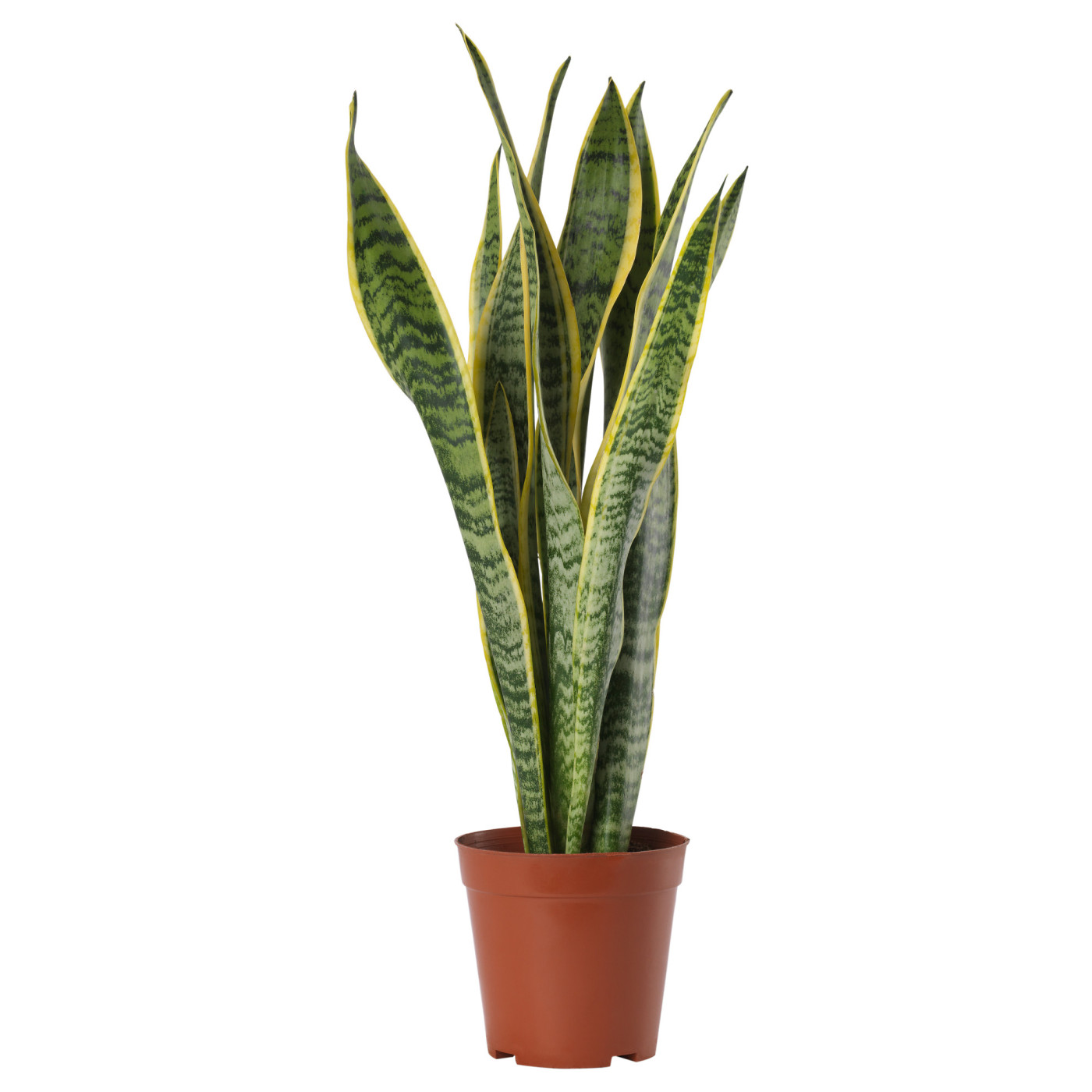 SANSEVIERIA TRIFASCIATA