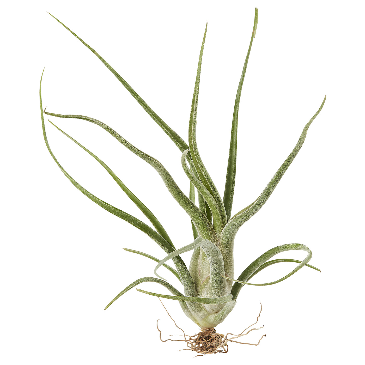 TILLANDSIA 铁兰
