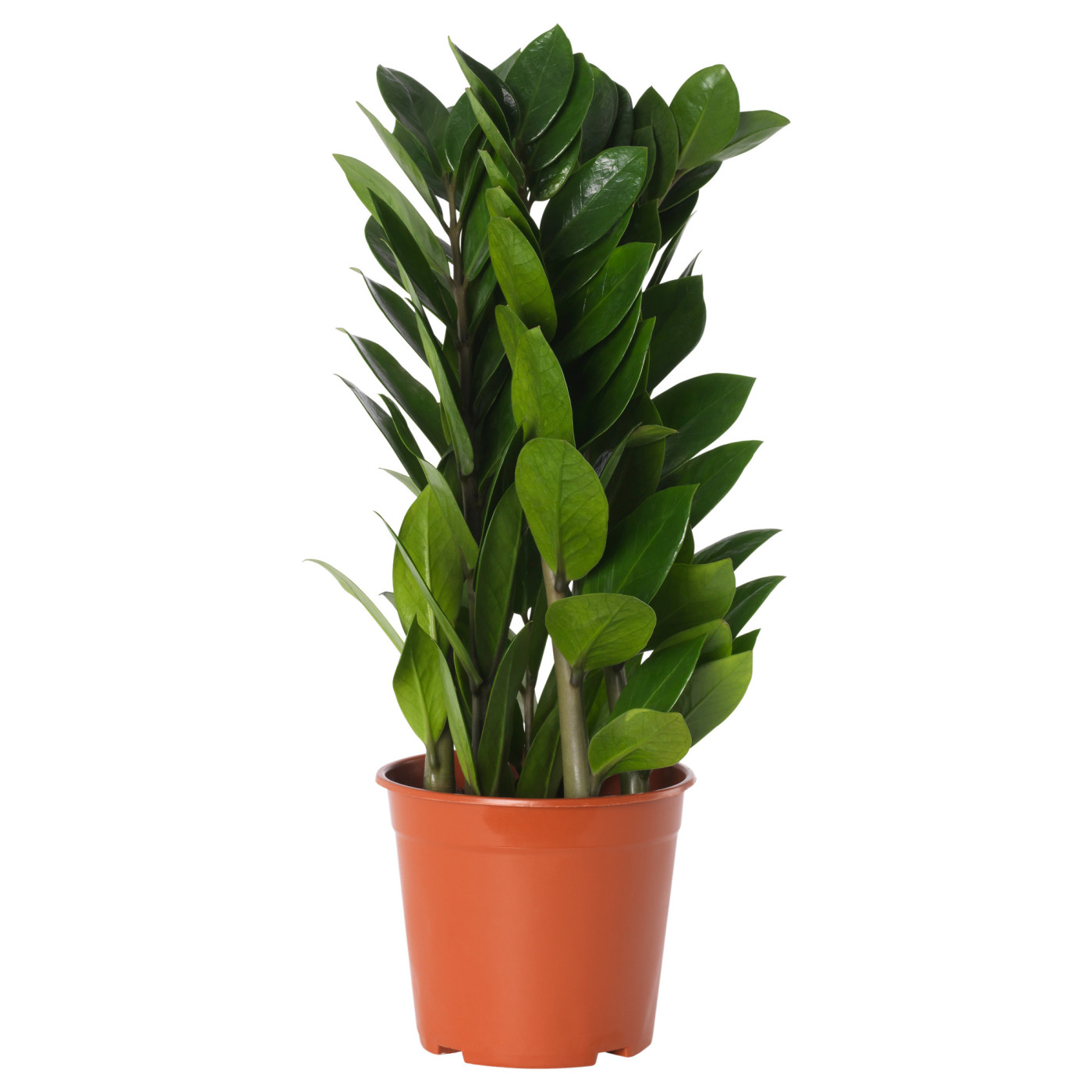 ZAMIOCULCAS 金钱树