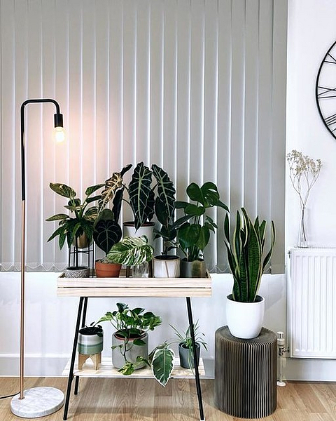 ASKHOLMEN plant stand acacia - IKEA