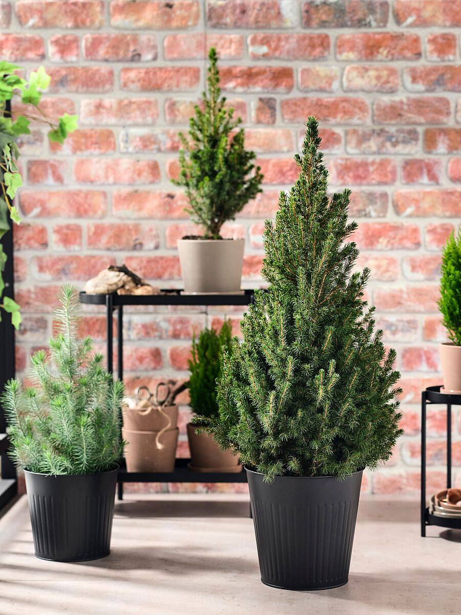 ASKHOLMEN plant stand acacia - IKEA